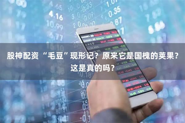 股神配资 “毛豆”现形记？原来它是国槐的荚果？这是真的吗？